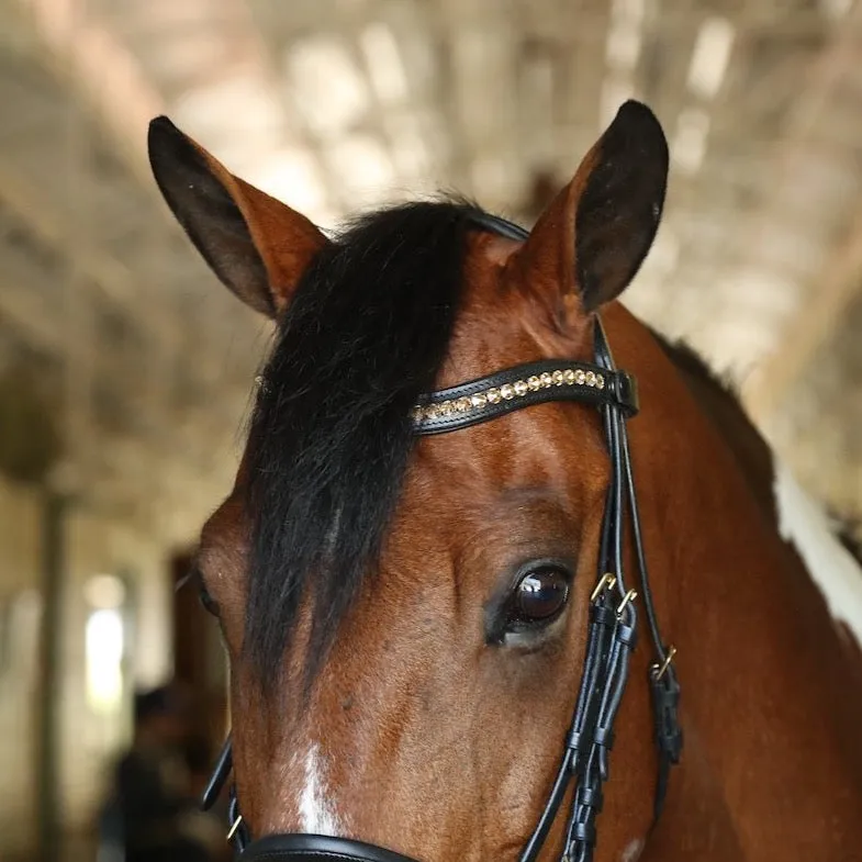 Fulham Bridle - Black Leather Anatomical Snaffle Bridle